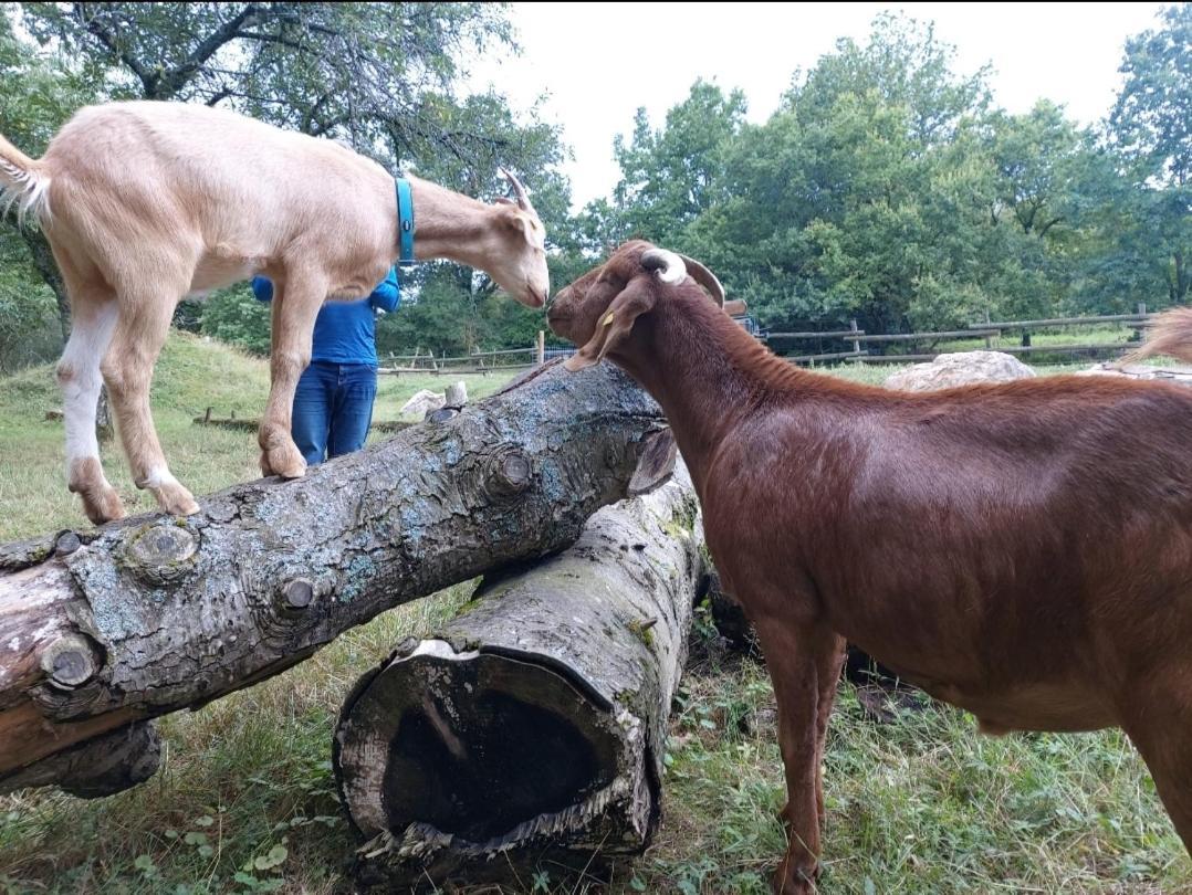 Orangerie Zimmer Gehaichnishof 7Born Maring-Noviand Exteriér fotografie
